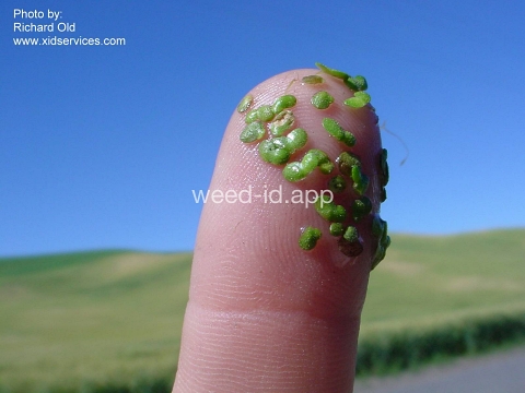 duckweed, common